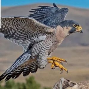 Meet your Posher, Halcon